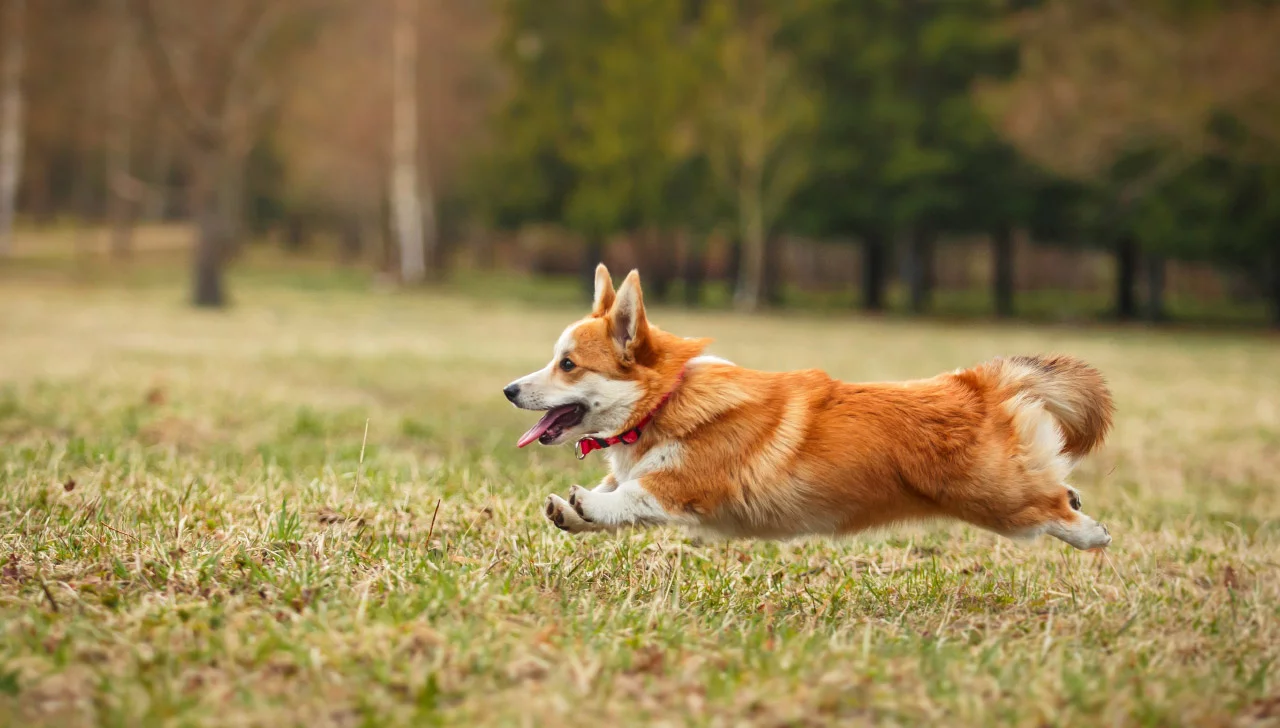 Huấn luyện chó Corgi Huấn luyện chó Corgi