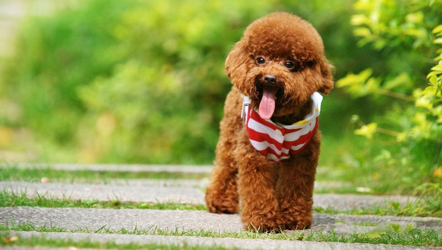 Thức ăn cho chó Poodle 3 tháng tuổi - Dịch Vụ Huấn Luyện Chó