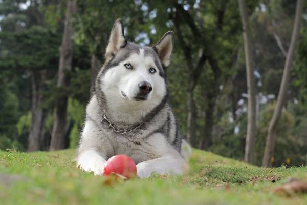 Dịch vụ huấn luyện chó Husky dich vu huan luyen cho Husky