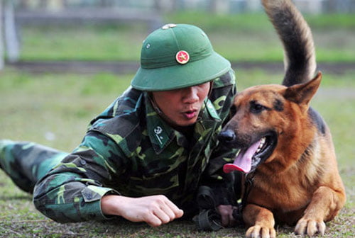 Dịch vụ huấn luyện chó TPHCM dich vu huan luyen cho tphcm