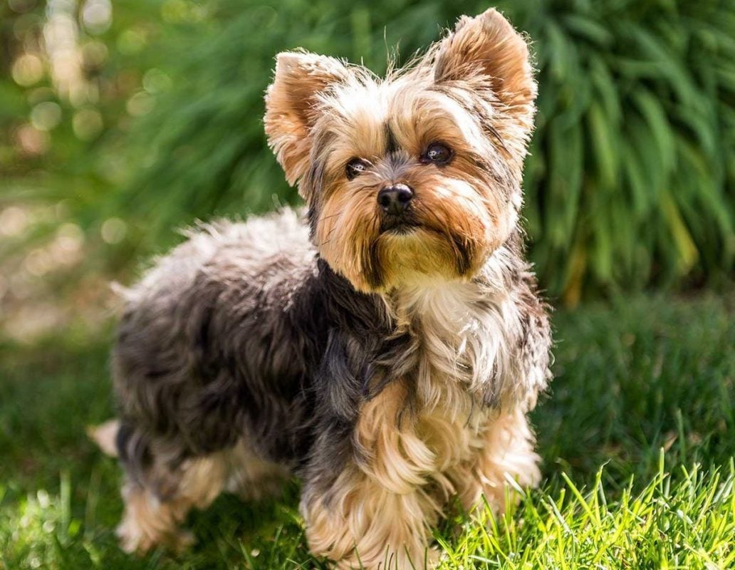 Dạy chó Yorkshire Terrier huan luyen cho yorkshire terrier
