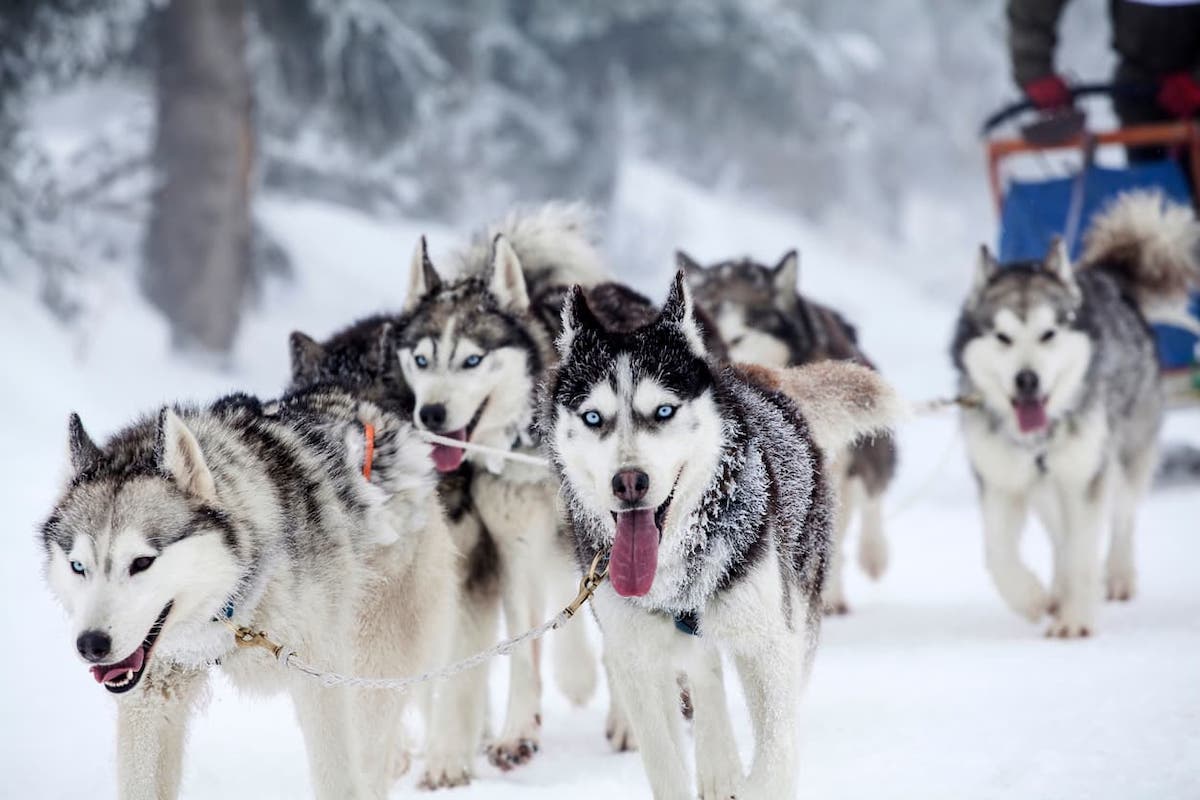 huấn luyện chó alaska vận động