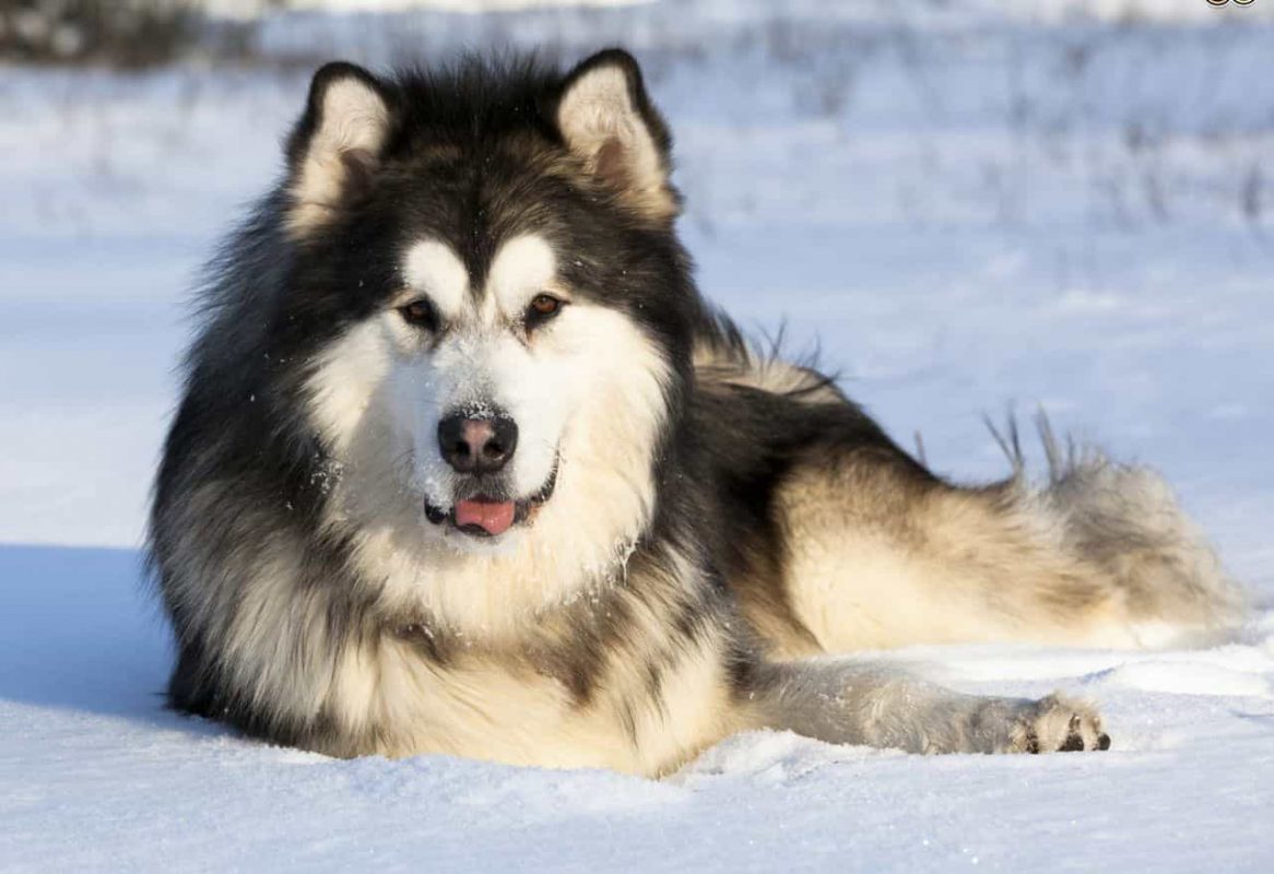 Huấn luyện chó Alaska TPHCM huan luyen cho Alaska tphcm