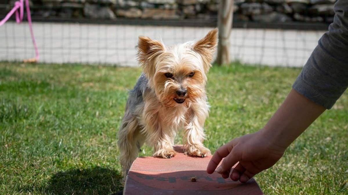 huấn luyện chó Yorkie truong huan luyen cho yorkshire