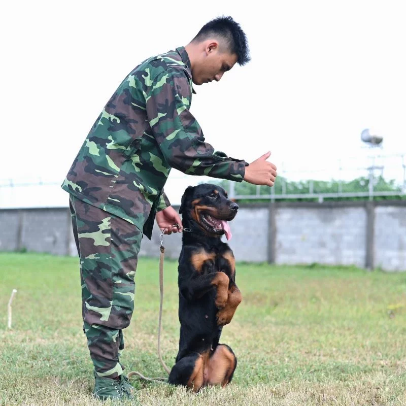 Đội ngũ trung tâm huấn luyện chó trung tâm huấn luyện chó tphcm