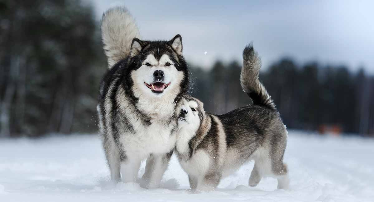 Trung tâm huấn luyện chó Alaska huan luyen cho alaska