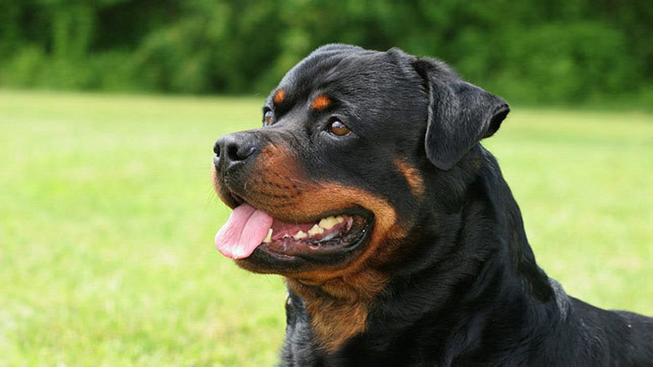 huấn luyện chó rottweiler