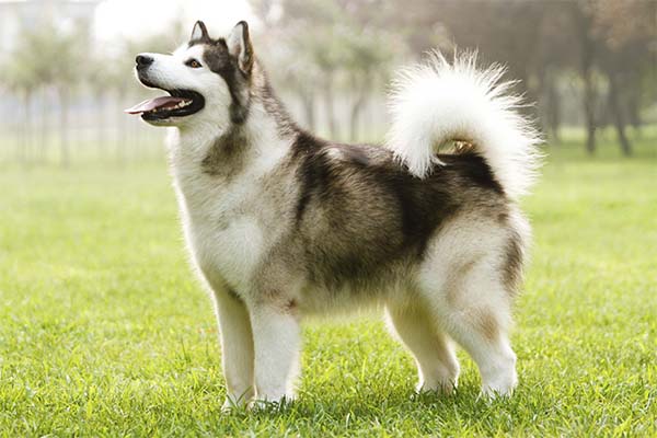 huấn luyện chó Alaska tại nhà