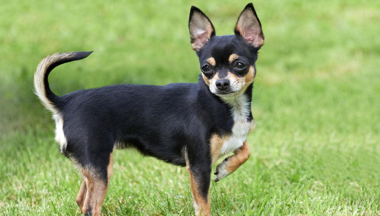Bật mí 4 lý do khiến Chihuahua là giống chó nhỏ giá rẻ đáng mua