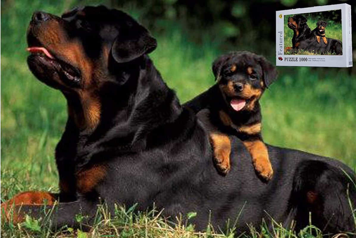 Trường huấn luyện chó rottweiler huan luyen cho rot tphcm