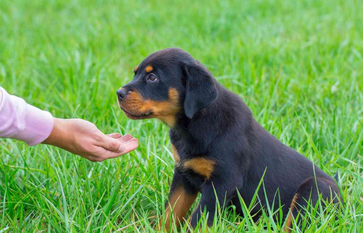 Huấn luyện chó Rottweiler nhỏ huấn luyện chó Rottweiler