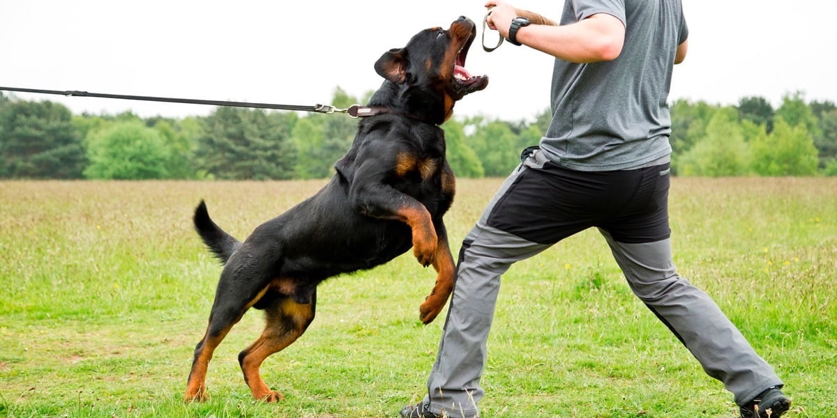 huấn luyện chó dữ chuyên nghiệp