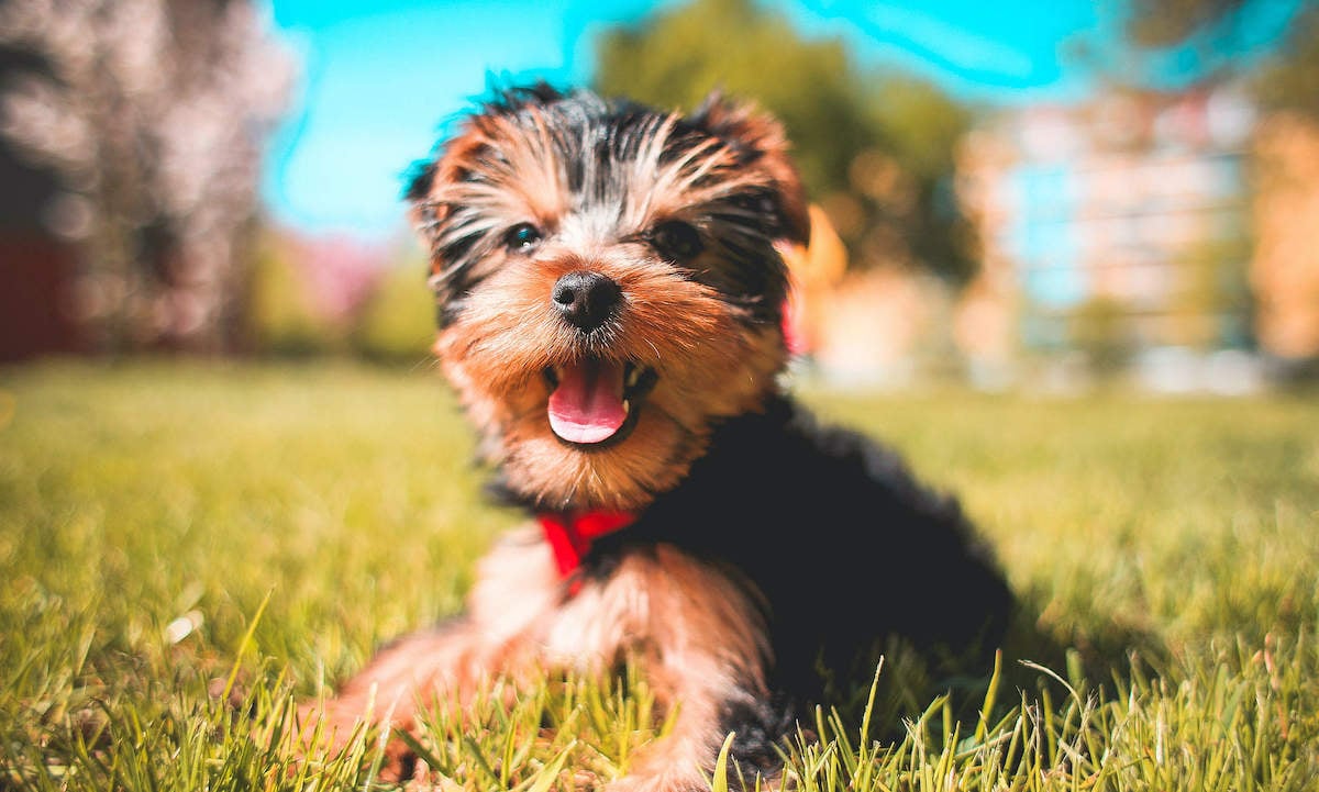 Huấn luyện Chó Yorkshire Terrier - Dịch Vụ Huấn Luyện Chó