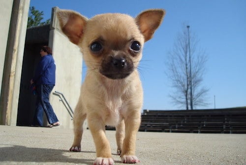 mua ban cho chihuahua