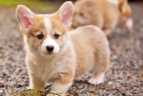 Mua bán chó Becgie dich vu mua ban cho Corgi
