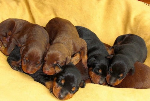 mua ban cho doberman