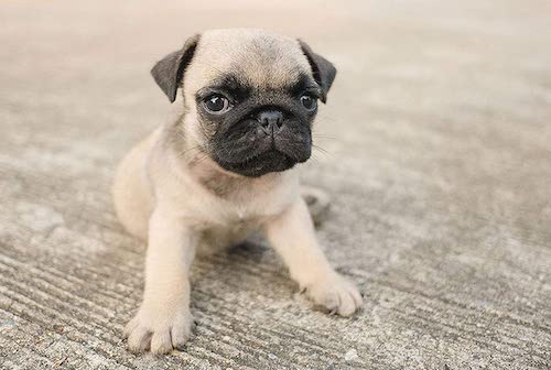 dich vu mua ban cho pug tphcm