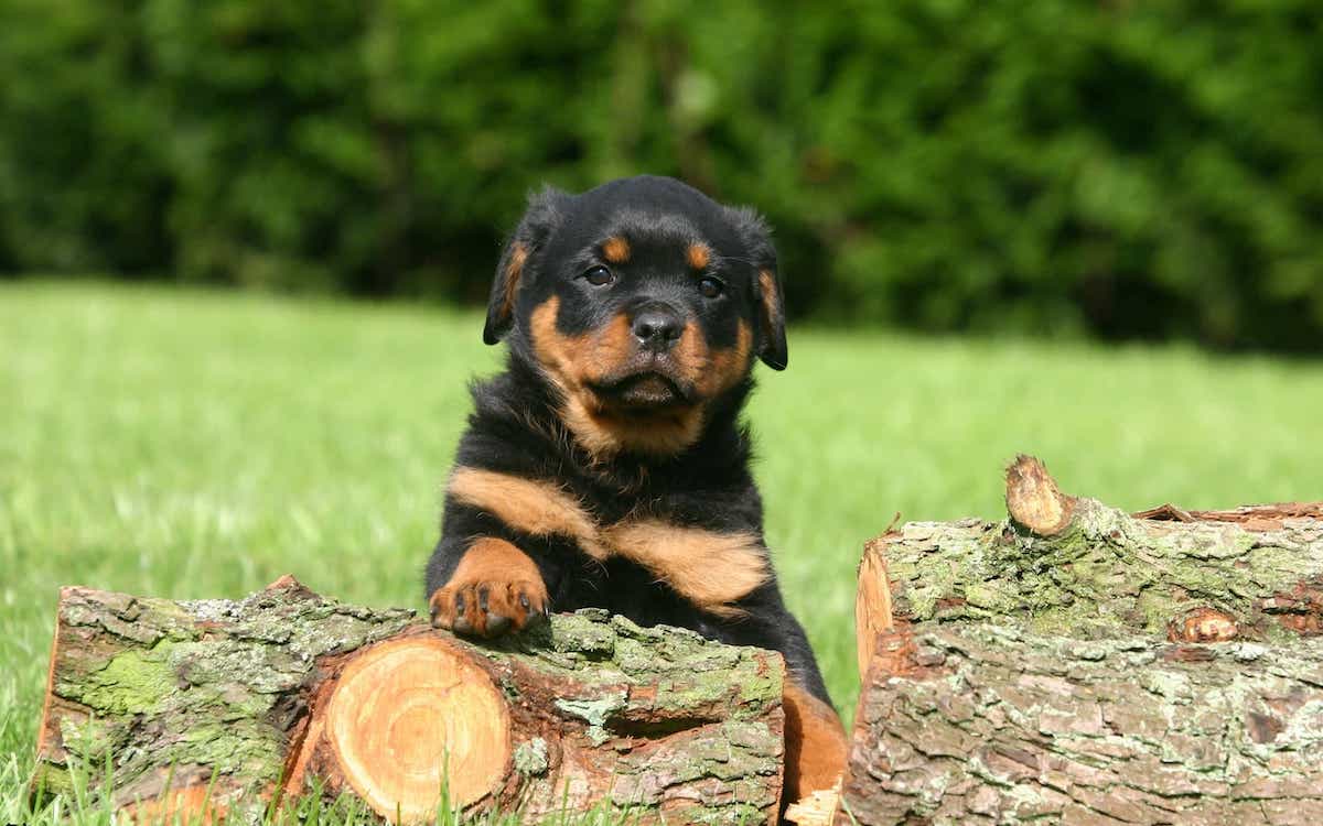 dinh duong cho rottweiler