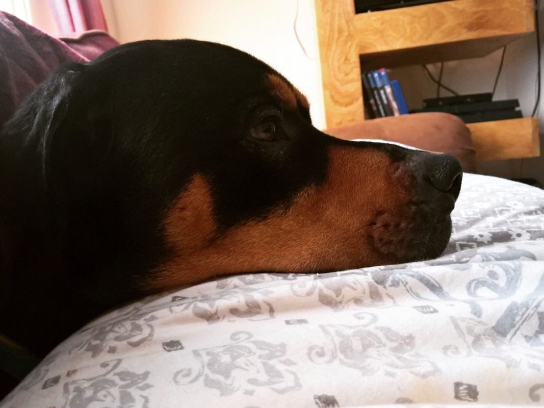 các bệnh thường gặp ở chó Rottweiler