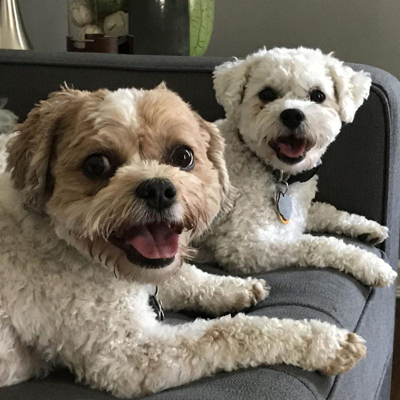 Chó poodle không nghe lời cho poodle khong nghe loi