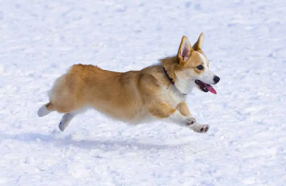 Huấn luyện chó Corgi tại TPHCM