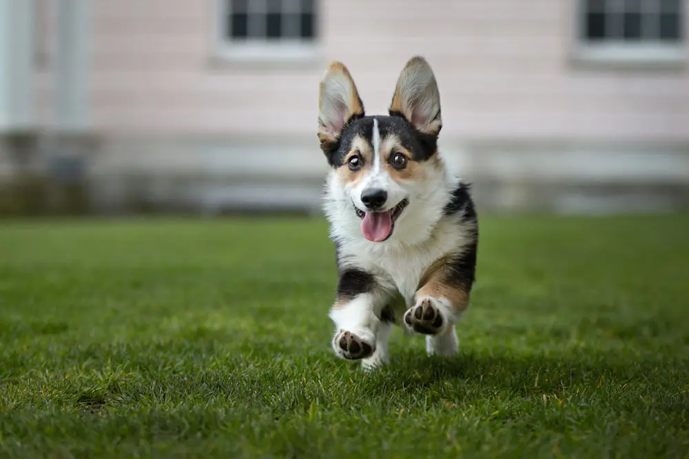 Huấn luyện chó Corgi huan luyen cho corgi