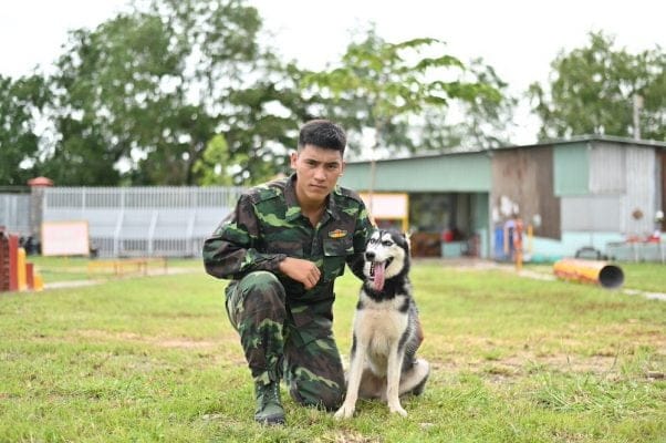 trung tam huan luyen cho husky