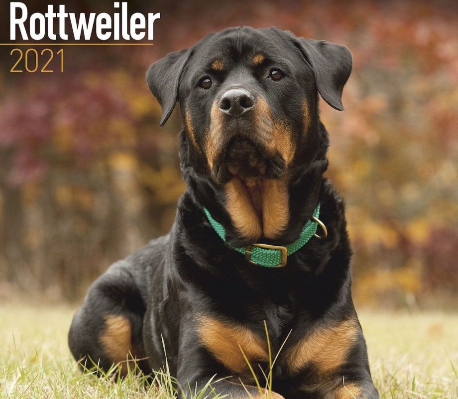 trung tâm huấn luyện chó rottweiler tphcm trung-tam-huan-luyen-cho-rottweiler-tphcm