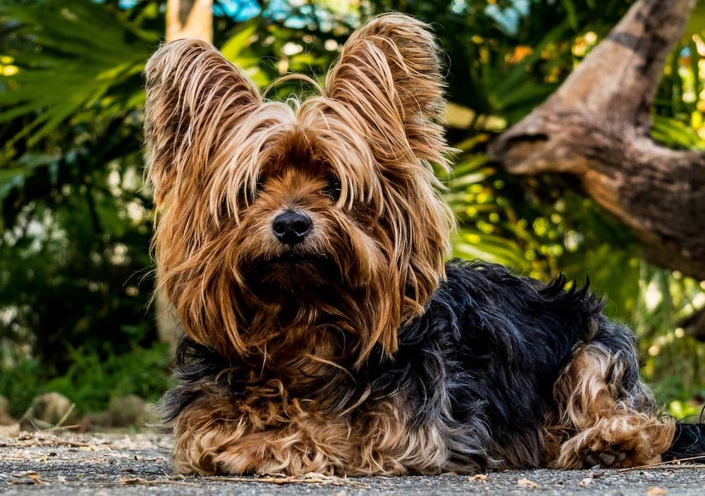 Tuổi thọ của chó Yorkshire Terrier - Trường Huấn Luyện Chó Số 1 