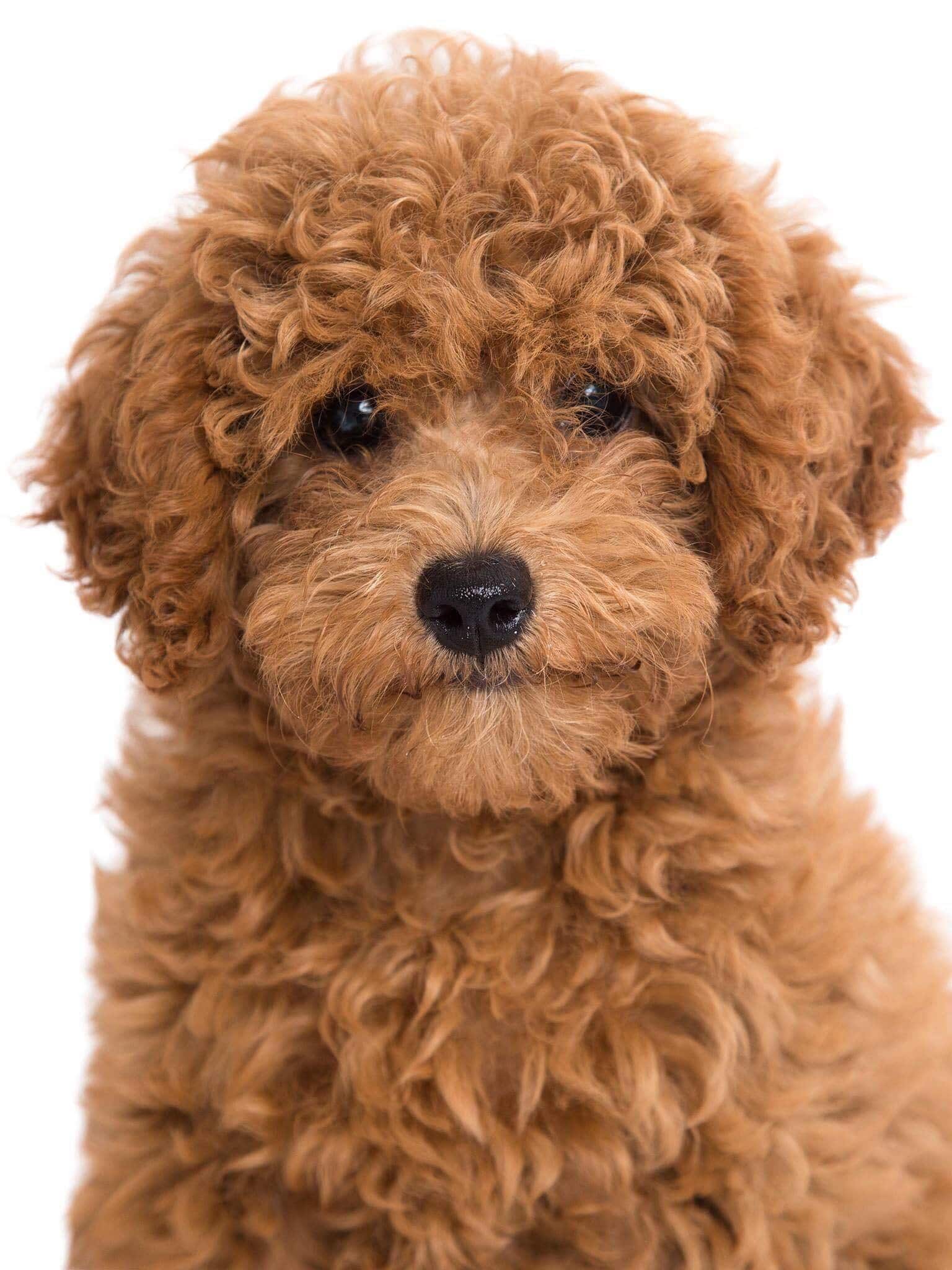 Chó Poodle - Toàn bộ thông tin về đặc điểm, giá, mua bán và chăm sóc