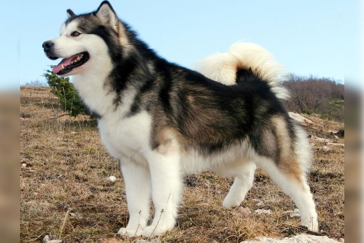 Mua Bán Chó Alaska Con Uy Tín - Trường Huấn Luyện Chó Thiên Khuyển
