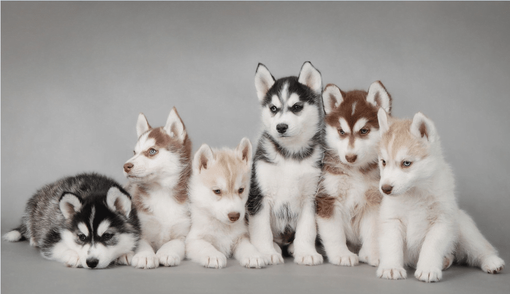phối giống chó husky thuần chủng phoi-giong-cho-husky