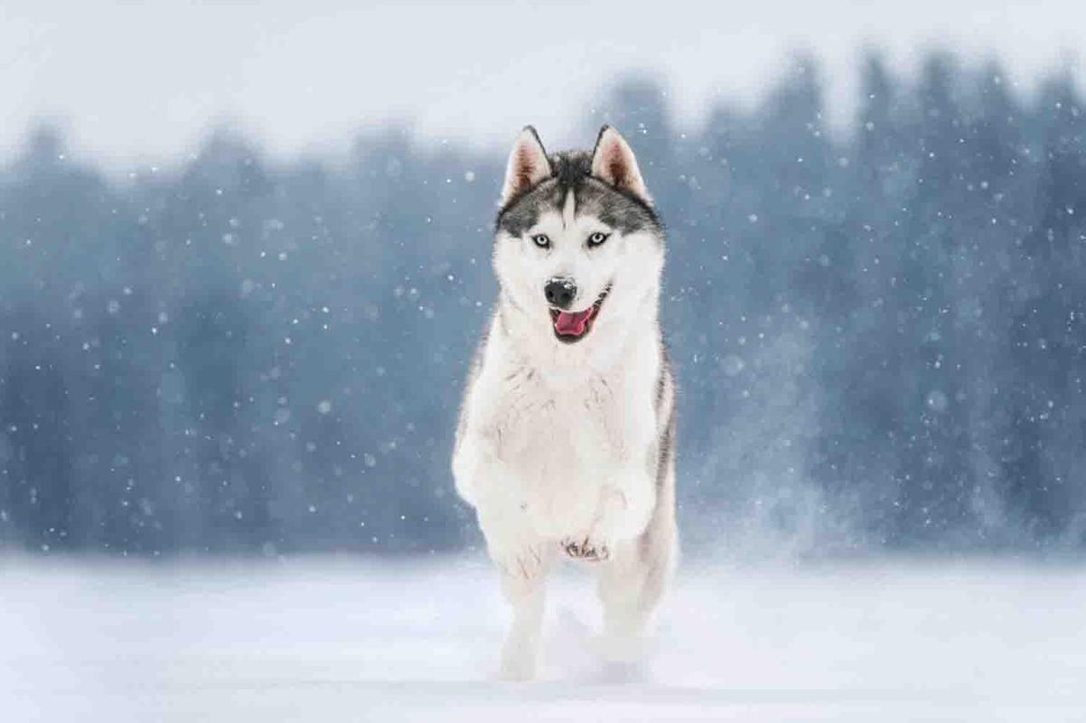 phối giống chó husky phoi-giong-cho-husky