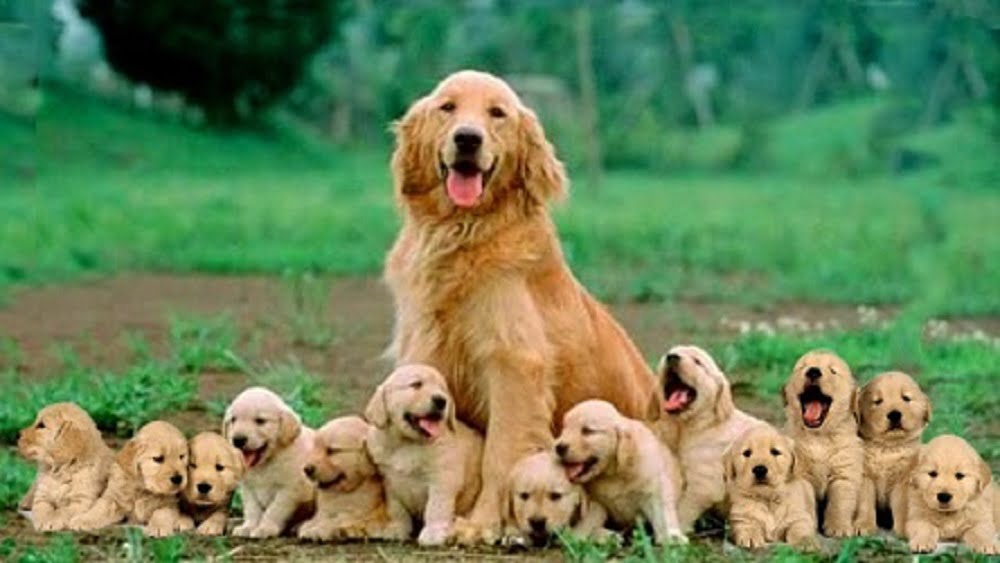 Những chú chó golden là những chú chó vô cùng đáng yêu và thông minh. Bạn muốn tìm một chú chó golden đáng yêu cho gia đình bạn? Hãy xem hình ảnh liên quan đến việc phối giống chó golden!
