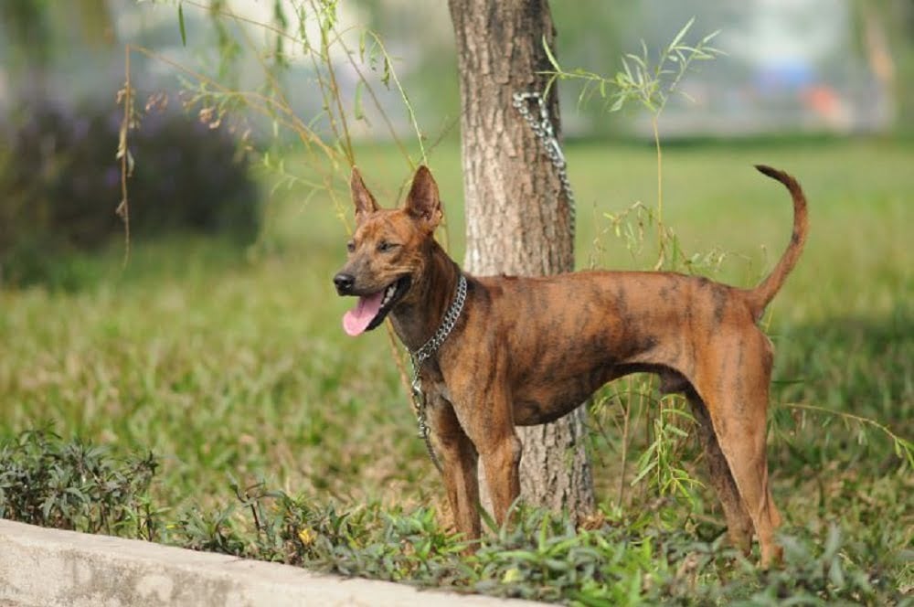 Phối giống chó Phú Quốc và những điều cần biết - Trường Huấn Luyện Chó Số 1 Việt Nam