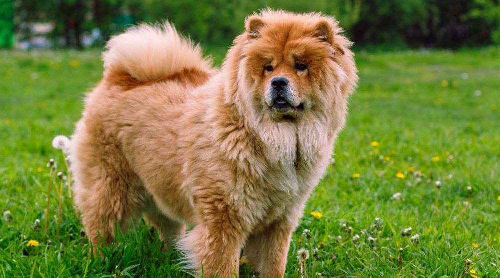 cho-chow-chow
