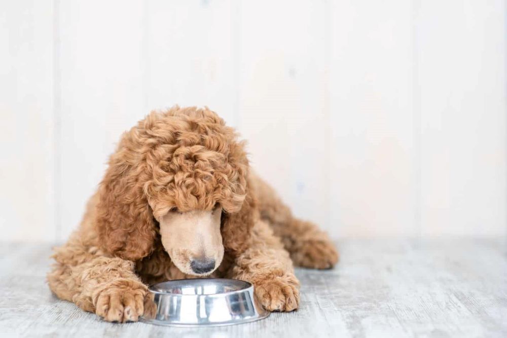 bệnh ở chó poodle benh-o-cho-poodle