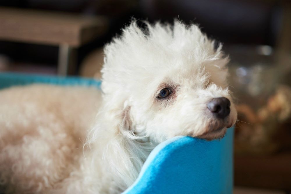cho-poodle-bi-benh