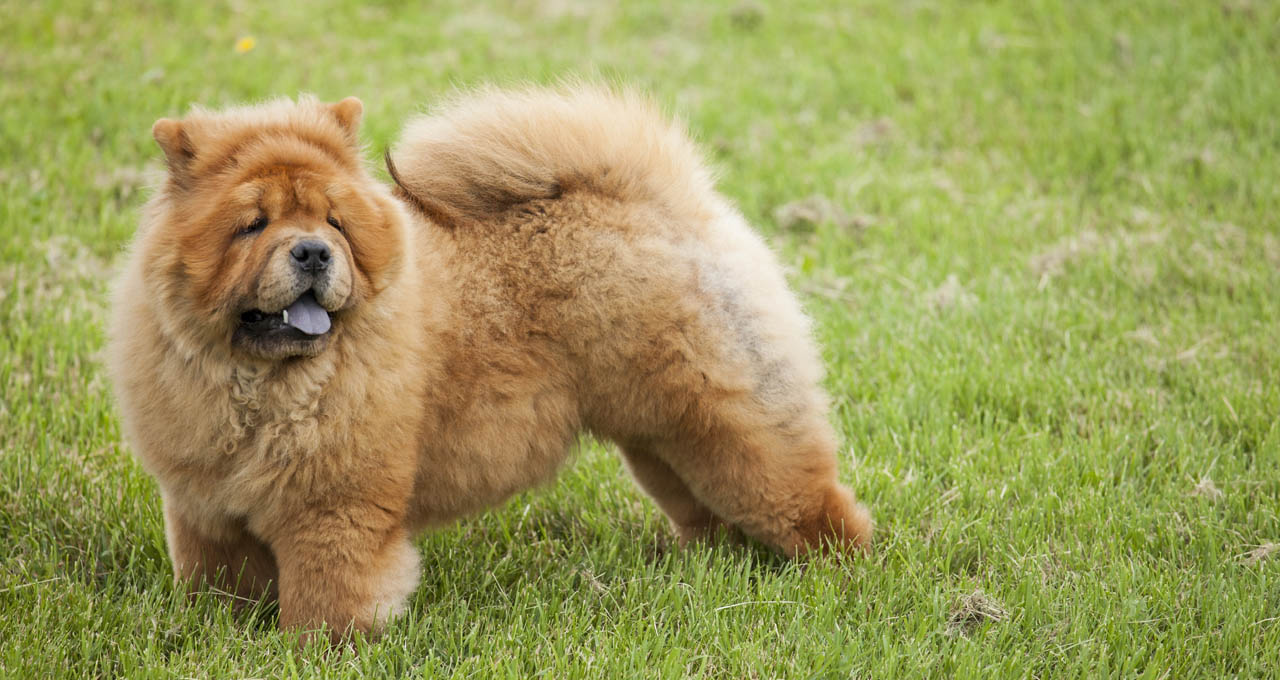 Chó chow chow cho chow chow