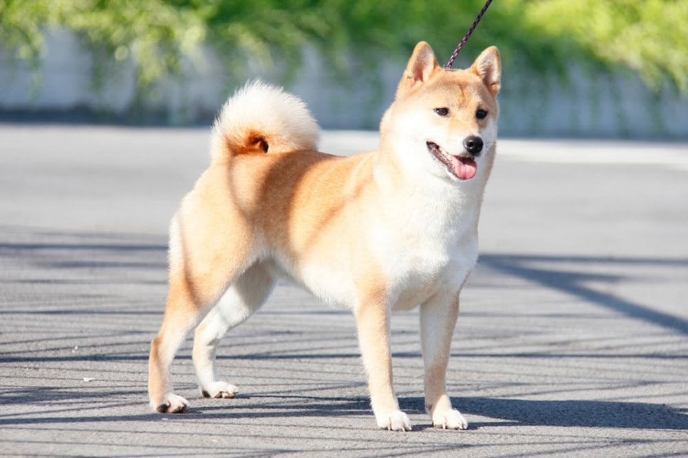 Phối giống chó Nhật bài bản nhất
