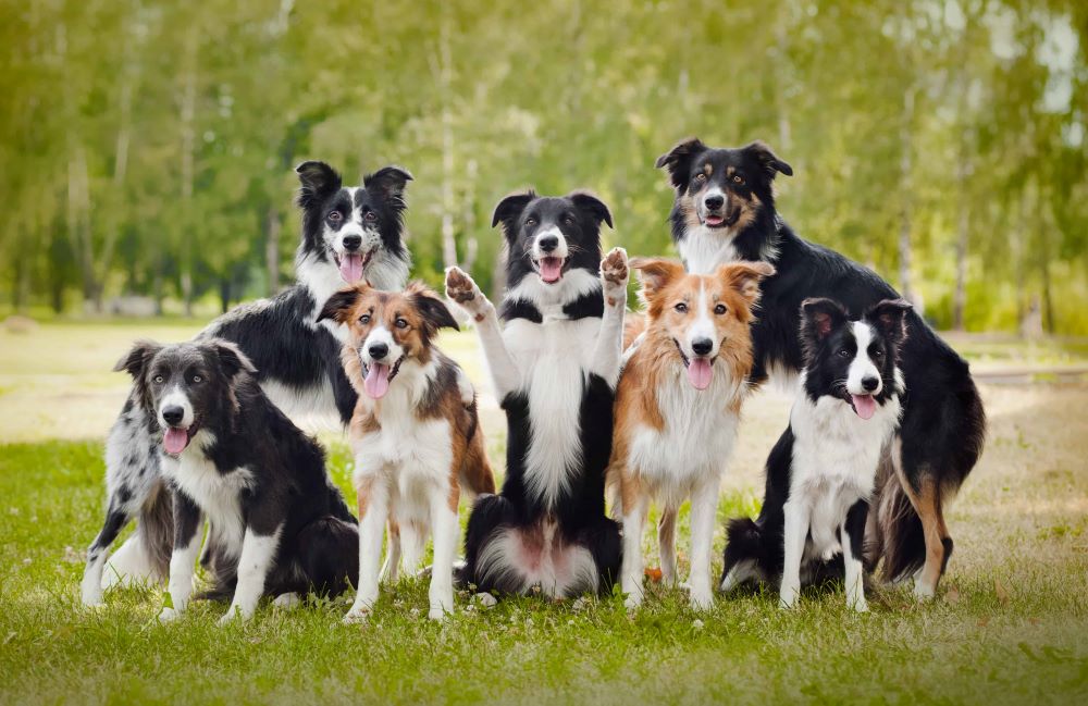 cho-border-collie