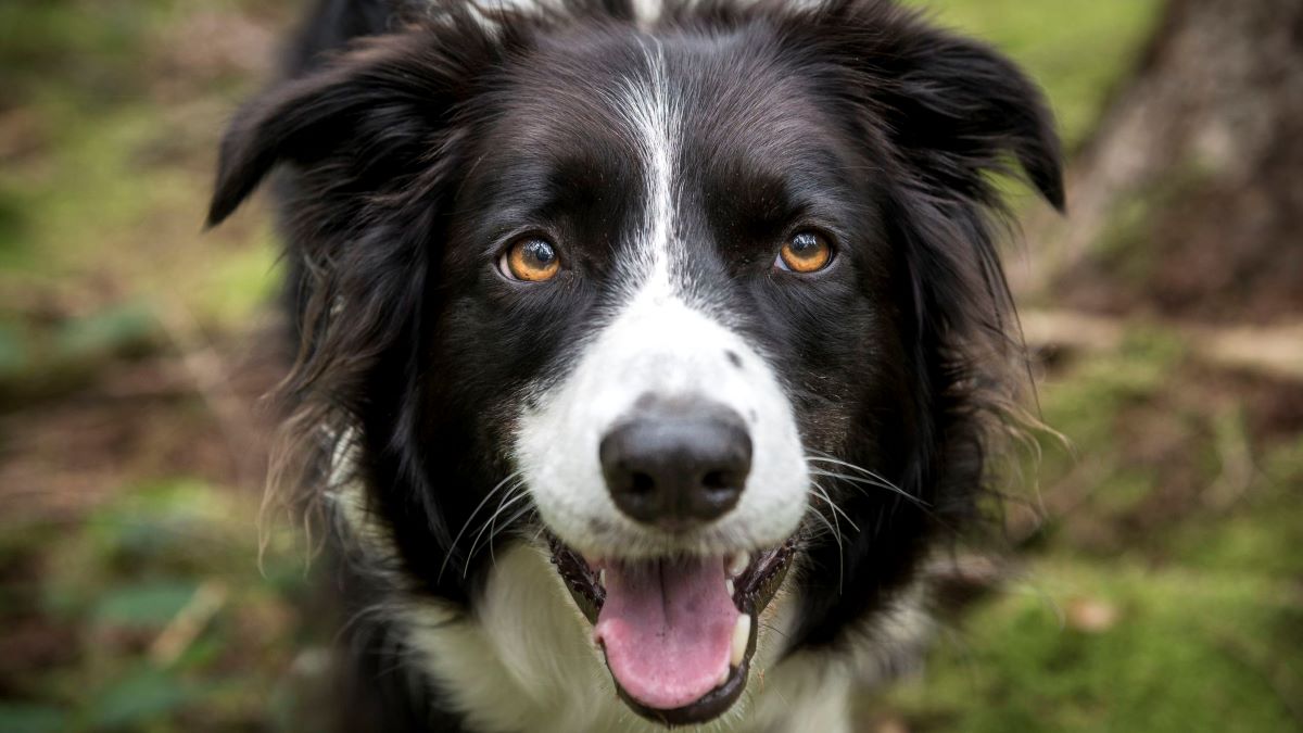cho border collie