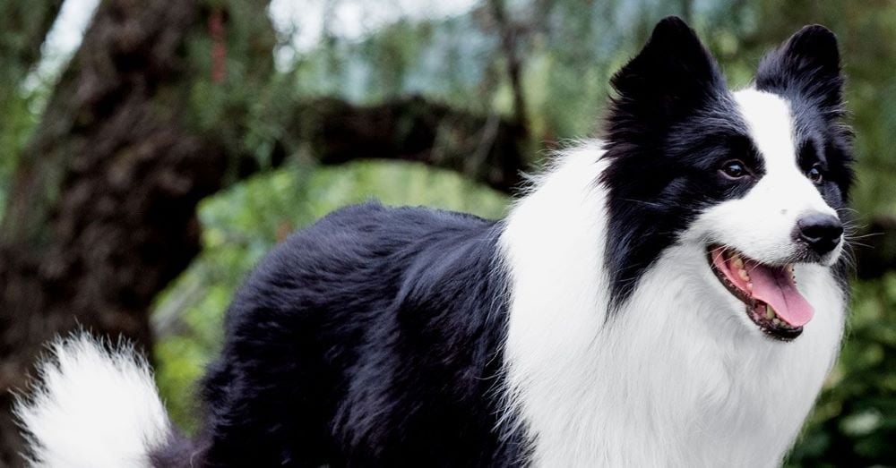 cho border collie