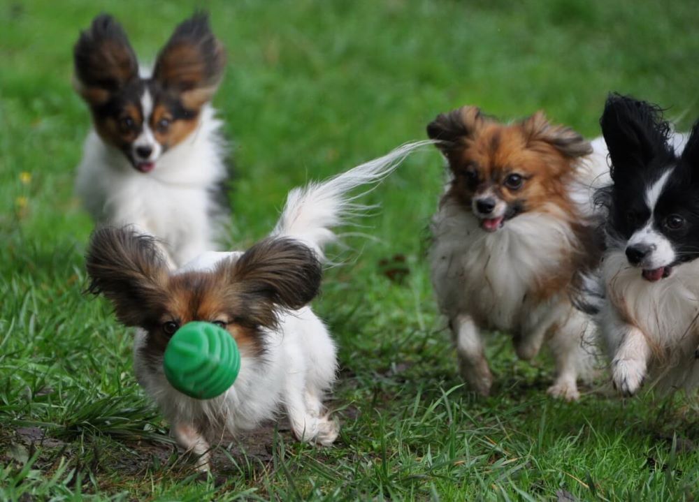 Chó Papillon thích được huấn luyện