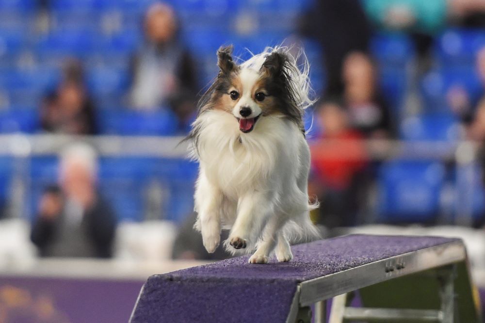 Chó Papillon thân thiện với trẻ em
