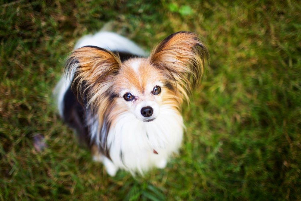 chó papillon