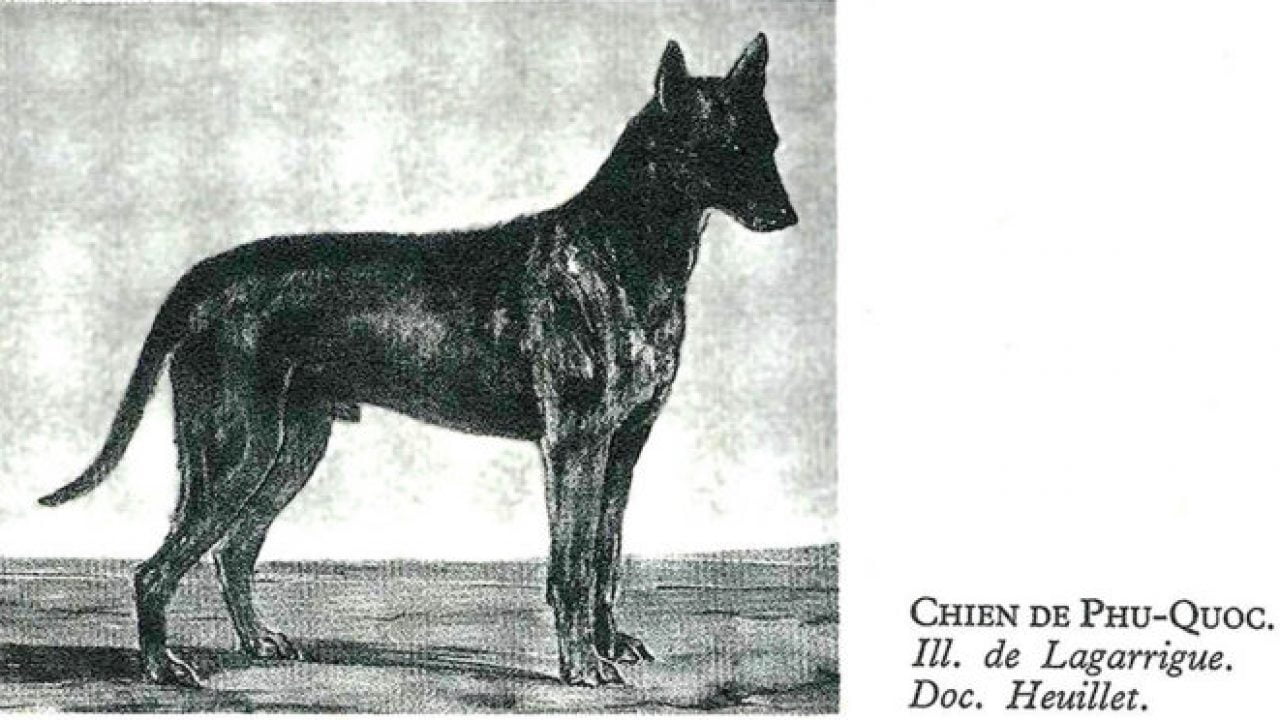 tranh cãi về nguồn gốc chó Phú Quốc