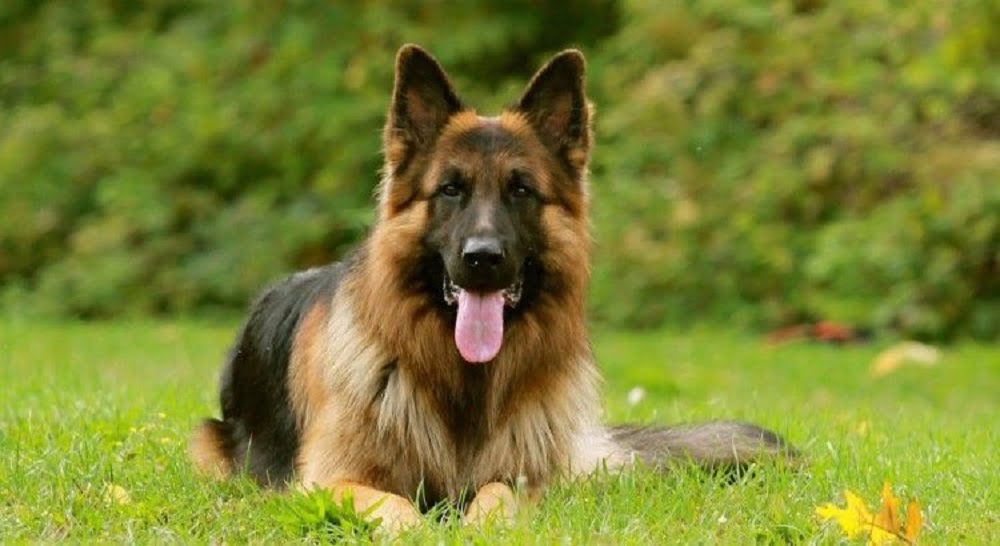 6 mẹo huấn luyện chó Becgie Đức - Trường Huấn Luyện Chó Thiên Khuyển