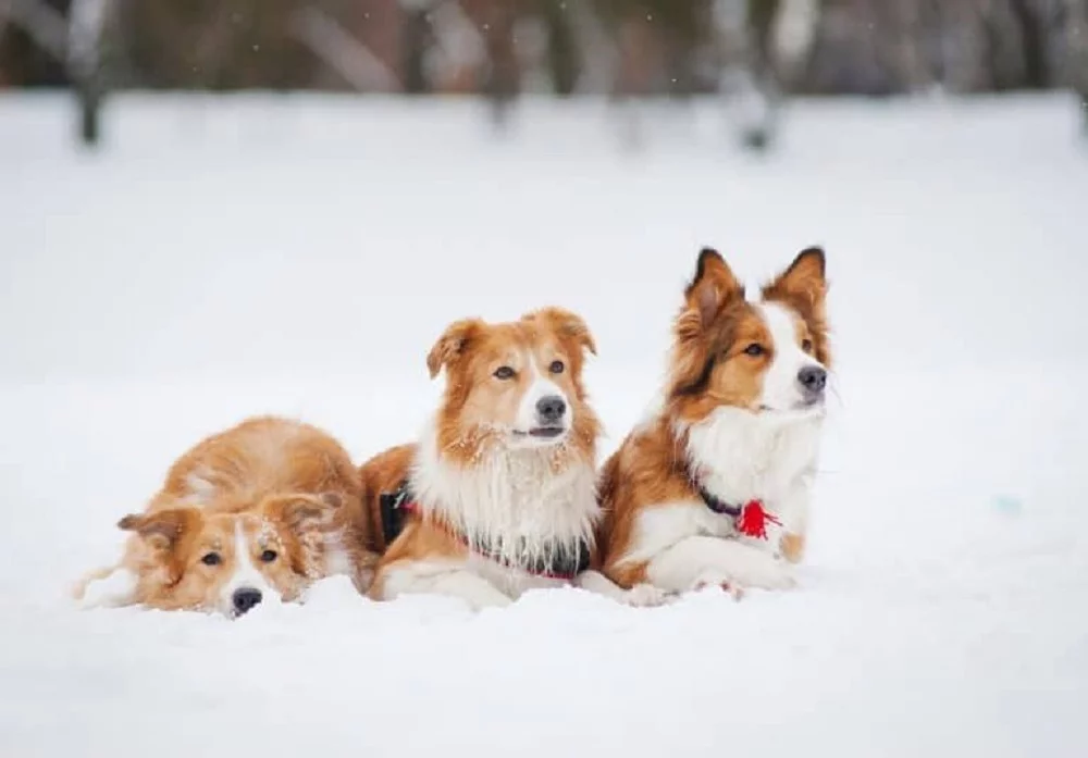 Chó Border Collie có màu lông chồn