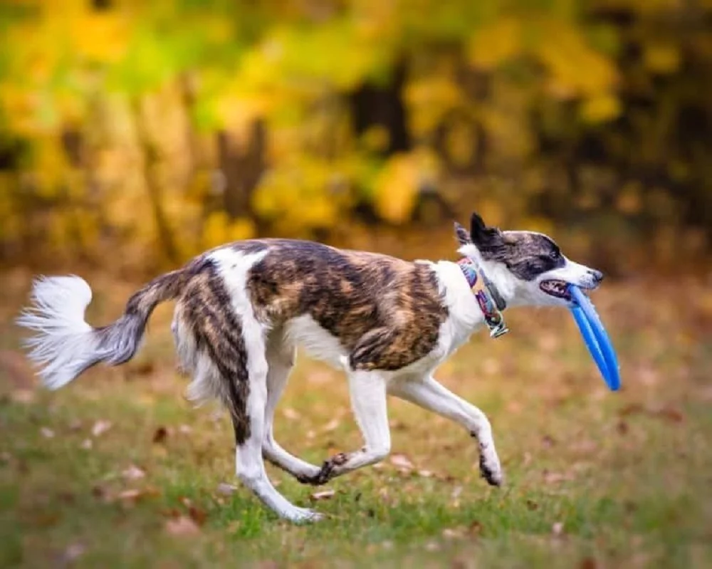 Chó Border Collie màu nâu đốm